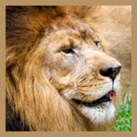 lion wallpaper android application logo